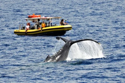 Veja baleias jubarte de perto em um tour de balsa de 2 horas em maui. grupo pequeno, guia naturalista marinho, hidrofone para ouvir os cantos das baleias. reserve sua viagem em lahaina agora!