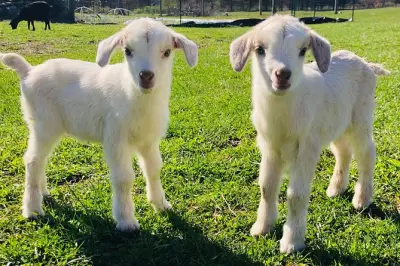 Tour della fattoria Clover Brooke: Lama, alpaca e capre