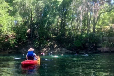 Wekiva river bei orlando mit dem kajak erkunden, alligatoren und manatis entdecken, entspanntes picknick am flussufer und 7 meilen paddeln mit lokalem guide.