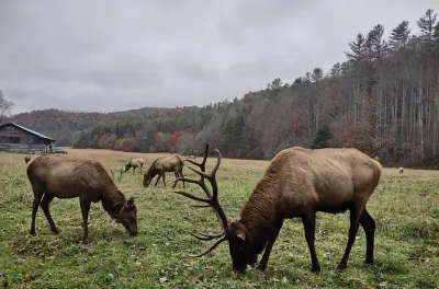 ATV em Cataloochee Valley: Pilotagem própria em estradas de terra