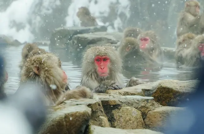 Snow Monkeys & Sake in Nagano: Small-Group Day Tour