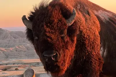 Parc national des Badlands : Faune, géologie, visite guidée