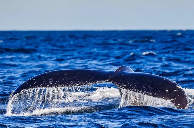 Swim with Whales Gold Coast: In-water encounters near Coolangatta