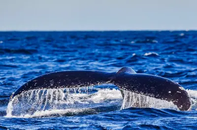 Swim with Whales Gold Coast: In-water encounters near Coolangatta