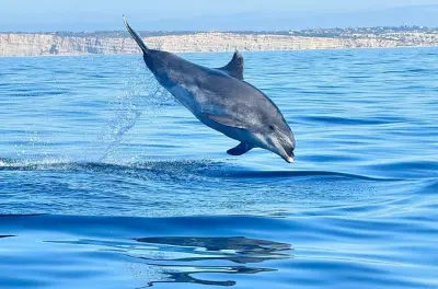 Portimão delfini e balene con guida biologa