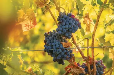 Hunter Valley Wine Tasting from Sydney: Cheese, Chocolate & Train