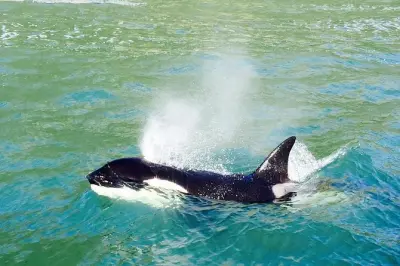 Passeio de barco para ver golfinhos e vida marinha em Tauranga