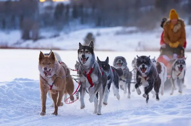 Dog Sledding Jackson Hole: Buffalo Fork River Adventure