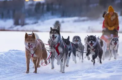 Dog Sledding Jackson Hole: Buffalo Fork River Adventure