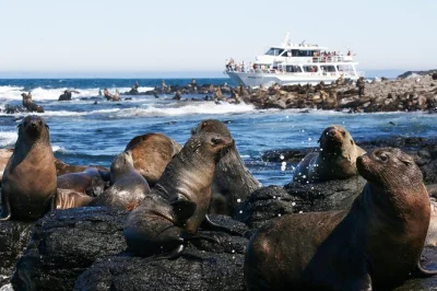 Watch wild fur seals up close on a phillip island cruise, with live local commentary, snacks, and tea included—perfect for wildlife lovers and families.