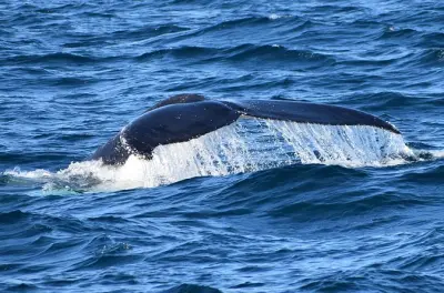 Observação de golfinhos e baleias: Cape Woolamai e Phillip Island