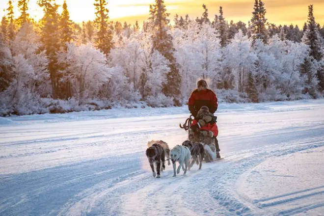Kiruna: Conduce tu equipo de perros al amanecer polar