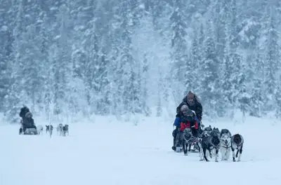 Dog sledding in Kiruna: Drive your own sled