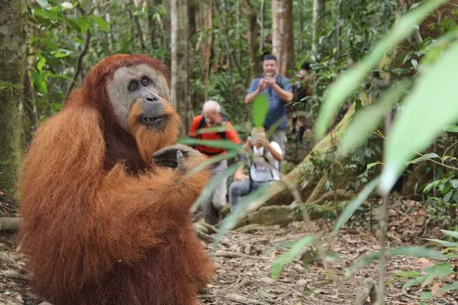 3-day Bukit Lawang jungle rafting and trekking with guide