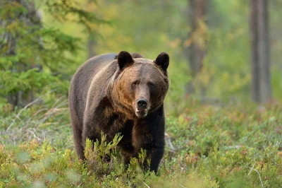 Erlebe die stille dämmerung in den wäldern transsilvaniens bei einer braunbären-tour ab brasov. kleine gruppe, ranger-begleitung, abholung inklusive und echte chance, wilde bären zu sehen.