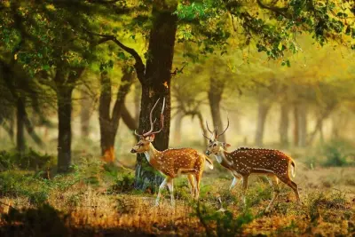 Safári em Wilpattu saindo de Negombo: Leopardos sem multidões