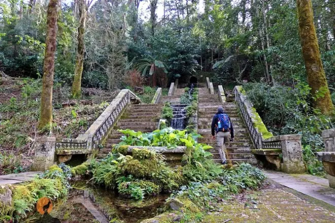 Bussaco-Wald ab Coimbra: Geführter Naturspaziergang mit Palast