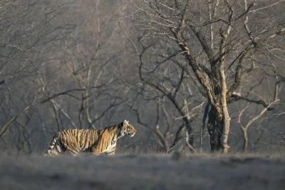 Erlebe den dschungel bei einer ranthambore-tiger-safari, entdecke bengaltiger mit einem lokalen guide und genieße den bequemen hoteltransfer in sawai madhopur.