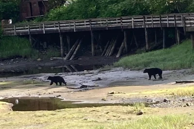 Descubra ketchikan com um guia local, veja vida selvagem, caminhe por praias de areia preta e acompanhe a corrida do salmão. inclui pickup no dock 2 e binóculos.