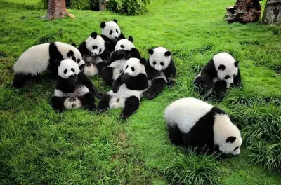 Chengdu Panda Tour: Giant Pandas with Professional Keeper