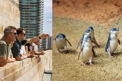Feel melbourne’s creative pulse, stroll iconic laneways, then watch the penguin parade at phillip island. includes all entry fees, transfers & local guide.