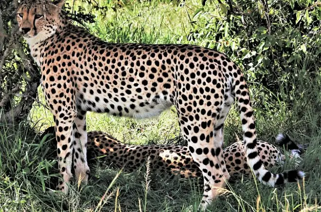 2 Tage Safari Tsavo East ab Mombasa: Staubrote Elefanten