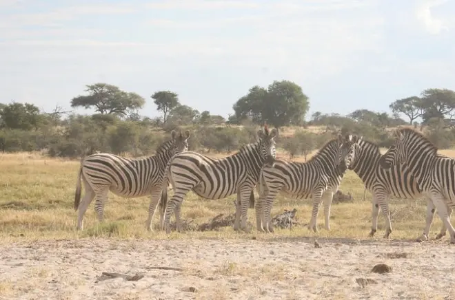 Makgadikgadi Pans Tagesausflug ab Maun: Safari mit Wildtieren