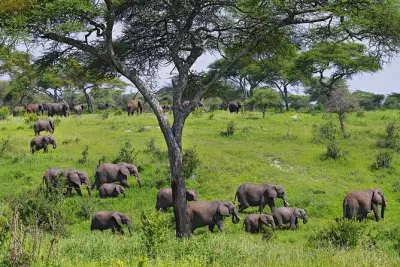 Safari de 4 dias na Tanzânia: Serengeti, Ngorongoro e Tarangire