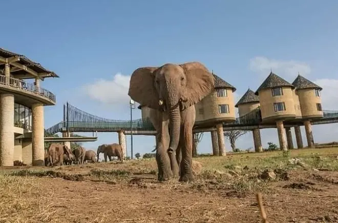 4-tägige Safari ab Nairobi: Tsavo & Amboseli erleben