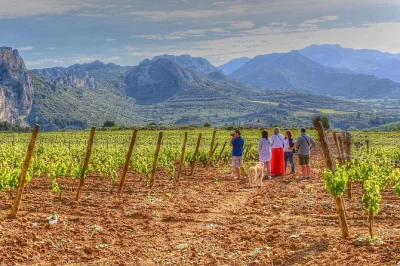 Smell the cellars, taste rioja wines, and meet family winemakers on this full-day tour. includes pickup, local lunch, and guided vineyard walks in rioja alta & alavesa.