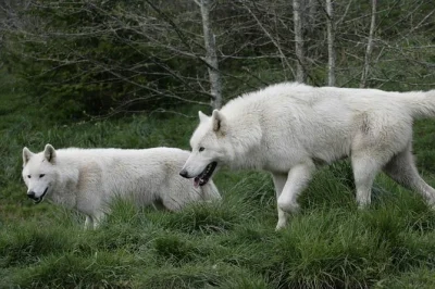 Siente la bruma fresca de la costa de oregon, escucha aullidos reales de lobos y recorre senderos del bosque con una guía local apasionada en white wolf sanctuary. incluye agua embotellada.