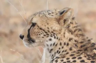 3-Day Tsavo East Safari Private Tour from Malindi