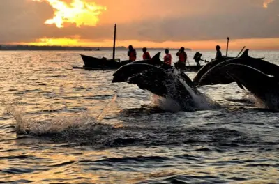 Dauphins à Lovina et cascade Gitgit avec déjeuner en privé