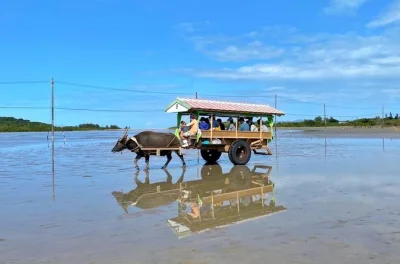 Descubre los manglares de iriomote en sup o canoa, explora la tranquila isla yubu y disfruta de un almuerzo relajado. incluye recogida, equipo y fotos gratis del tour.