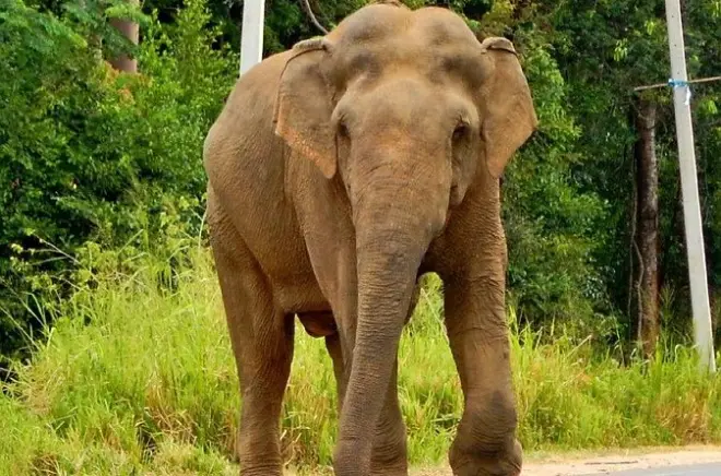 Elefantensafari im Minneriya Nationalpark ab Sigiriya