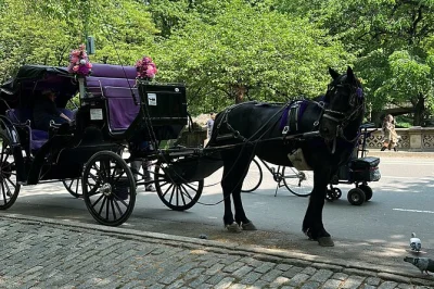 Sinta o ritmo de nova york em um passeio de carruagem de 45 minutos pelo central park, com paradas para fotos, histórias do guia e vistas icônicas como a fonte bethesda. acessível para cadeirantes.