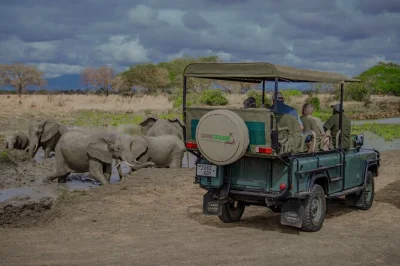 Von sansibar aus fliegen sie zu einer ganztägigen safari im mikumi nationalpark, entdecken löwen, elefanten und flusspferde mit einem erfahrenen guide, genießen ein mittagessen in der wildnis und k