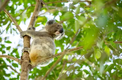 Tamborine Mountain tour: Wildlife & rainforest experience