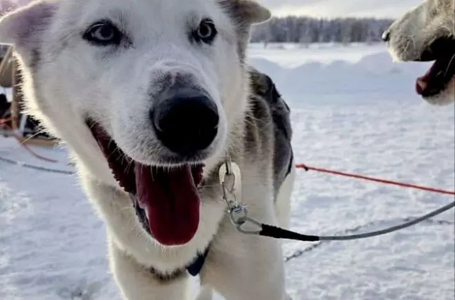 Husky Sledding Ride in Levi: 5 km self-drive sled
