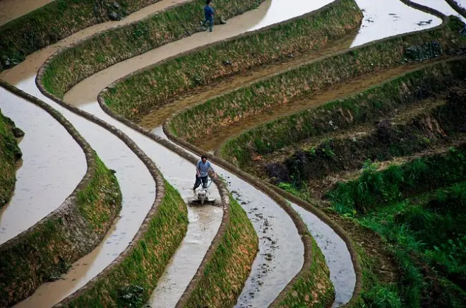 Longji rice terraces: Tour privato di un giorno con guida e pranzo