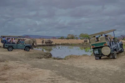 Erlebe mikumis wilde natur bei einer safari mit flug ab sansibar. beobachte elefanten, löwen und flusspferde mit lokalem guide, inklusive heißem busch-mittagessen. schnelle rückkehr.