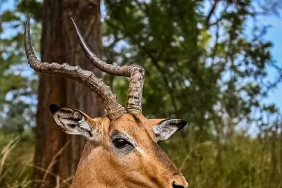 Pilanesberg Safari ab Johannesburg: Big-5-Pirschfahrt