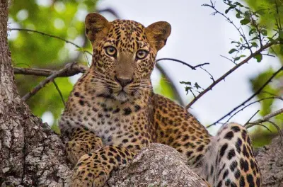 Wilpattu Safari ab Anuradhapura: 12-stündige Wildtier-Tour