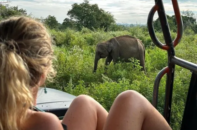 Udawalawe Nationalpark Safari ab Mirissa oder Weligama