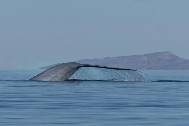 Avistamiento de ballenas azules en el mar de Cortés, Loreto