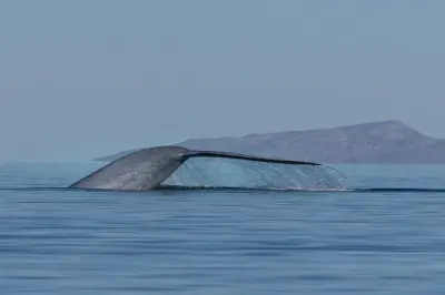 Avistamiento de ballenas azules en el mar de Cortés, Loreto