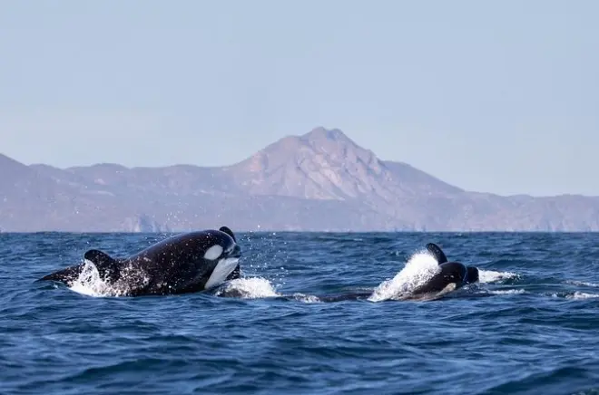 Expedición de vida marina en el mar de Cortés: Safari privado