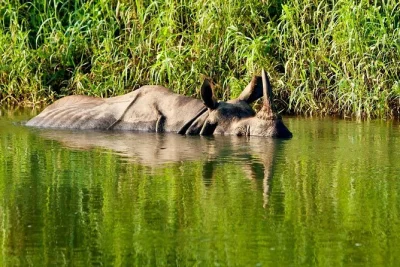 Découvrez le parc national de chitwan lors d’un safari de luxe de 2 nuits. safari en jeep, village tharu, couchers de soleil au bord de la rivière, et repas inclus depuis katmandou ou pokhara.