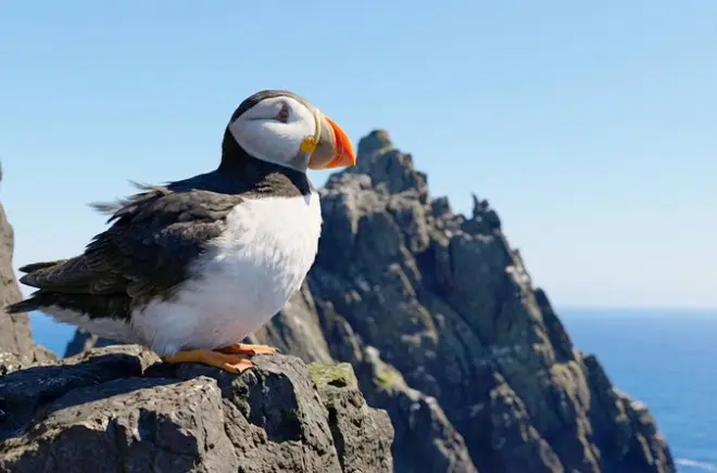Skellig Michael Seabird Photography Tour with Pro Photographer