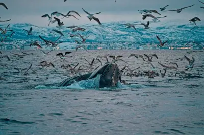 Whale watching ad Alta: Megattere e orche